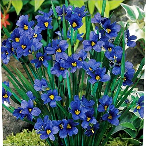 SVI Blue-eyed Grass (Sisyrinchium Bellum) - 100 Seeds-perennial Bloom April -August