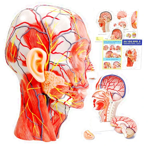 EVOTECH SCIENTIFIC Human Half Head Superficial Neurovascular Musculature Model with Removable Brain, Shows Cranial Cavity Nerve, Life Size Anatomical Head Model Skull Brain for Medical Teaching Learning, Education