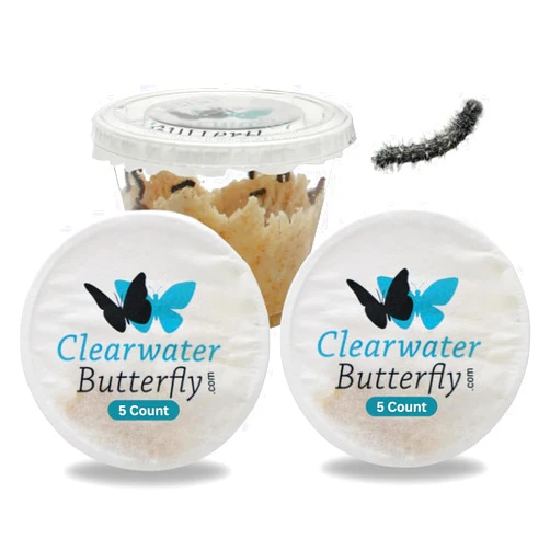 Clearwater Butterfly Company Clearwater Butterfly Live Painted Lady Butterflies - 10 Live Caterpillars - Live Caterpillars to Butterflies - Caterpillars for Butterfly Kit - Mesh Cage Not Included - Live Butterfly Kit - 10 Count