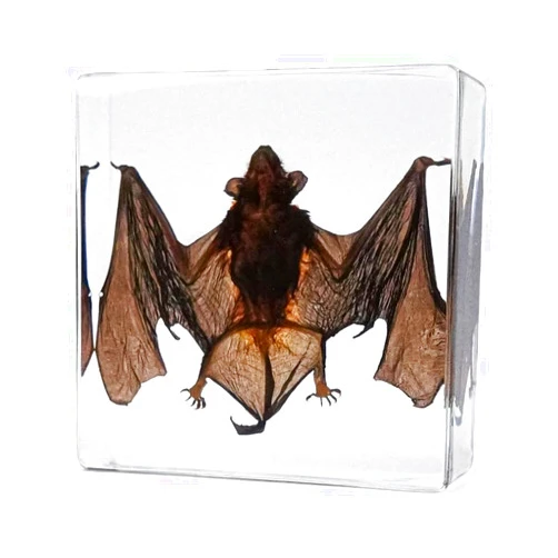 KSVMOAG Taxidermy Bat, Real Bat Specimens Animal Specimen in Resin for Science Classroom Science Education, Great Gift for Fans of Taxidermy