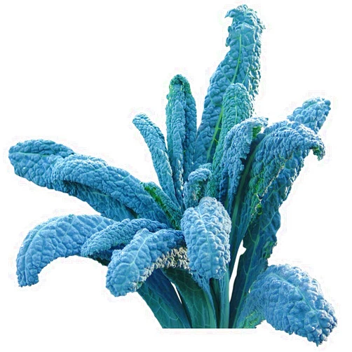 Burpee Lacinato Kale Seeds 500 seeds