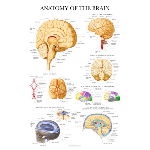 Palace Learning Brain Anatomy Poster - Laminated - Anatomical Chart of the Human Brain