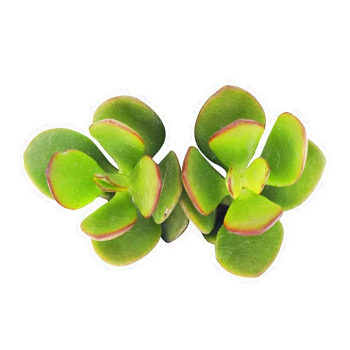 SUCCULENTS BOX Live Crassula Succulent Plants, Fully Rooted 4-inch Crassula Succulent Plants, Live Easy Care Indoor Succulents for Gift or Home Decoration (Crassula Ovata Obliqua Jade Plant)