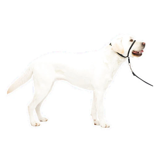 PetSafe Gentle Leader No-Pull Head Collar for Dogs, Dog Head Collar - The Ultimate Solution to Pulling, Padded Nose Loop, Quick-Snap Neck Strap, Dog Halter, Large - Black