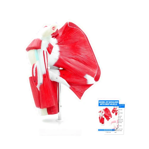 SFXYJ Shoulder Joint Muscled Model, 1:1 Life Size Human Complete Shoulder Anatomy Model Musculature from Rotator Cuff to Subscapular Tendon Muscles with Product Manual for Medical Study Training