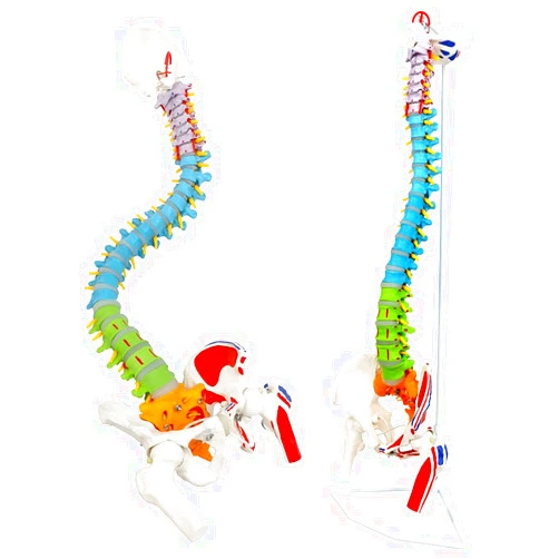 NEW HORIZON Scientific Spinal Cord Model,Skeleton Model -34