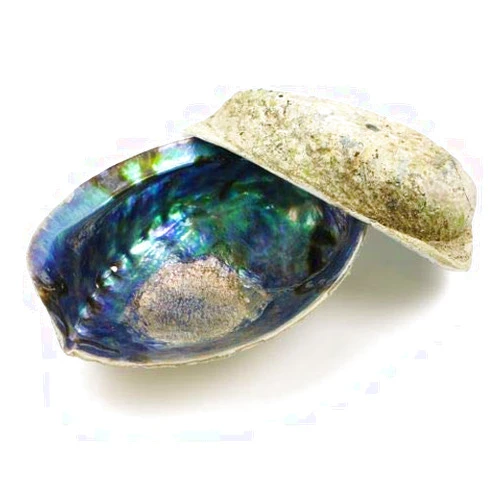 Ocean Shell Studios. Ocean Shell Studios 6-6.5 inches Supreme Natural Abalone (Pāua) Two Shells for Smudging, Cleansing Home, Meditation, Shell Crafts,Incense Holder, Home Décor, 100% Natural, Sustainable.