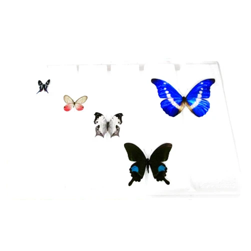 BicBugs Butterfly Spreading Board