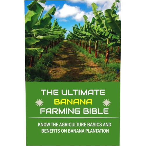 Brett Undercoffler The Ultimate Banana Farming Bible: Know The Agriculture Basics And Benefits On Banana Plantation: Banana Plantation Planting System
