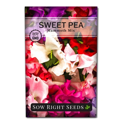 Sow Right Seeds - Mammoth Mix Sweet Pea Seeds for Planting - Beautiful Flowers to Plant in Your Garden - Non-GMO Heirloom Packet - Fragrant Colorful Blooms for Bouquets - Wonderful Gardening Gift (1)