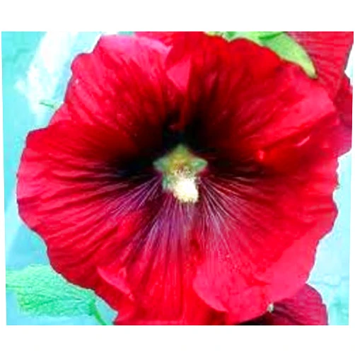 CHERYL'S UNIQUE FLOWER SEEDS 50+ Scarlet Red Hollyhock Flower Seeds/Perennial