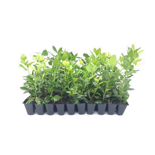 Florida Foliage Nellie R. Stevens Holly - 10 Live Trees - Evergreen Privacy Plants