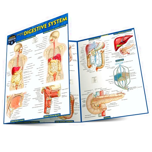 Vincent Perez Anatomy of the Digestive System: Quickstudy Laminated Reference Guide (Quick Study Academic)