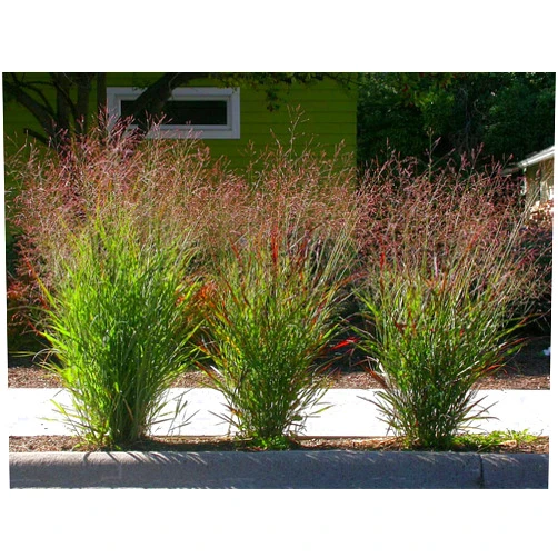 The Gardening World 1000 Switchgrass Switch Grass Seeds ‘Cave in Rock’ Panicum virgatum