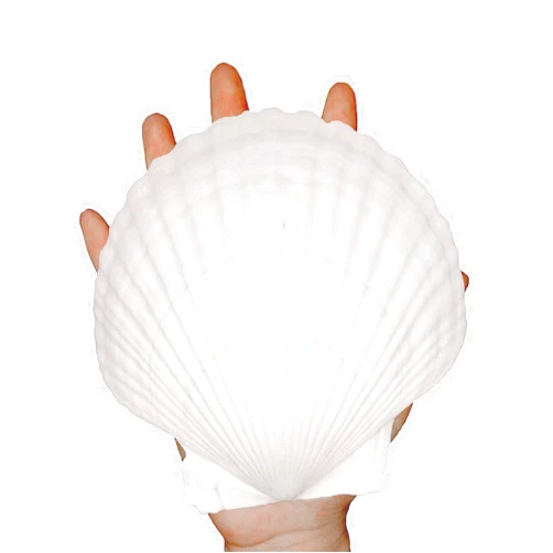 Pengaihong 10PCS Large Natural Sea Shells for Crafts 4''-5'' White Scallop Shells Crafts for Home Decor-Seashells for DIY Painting Beach Wedding Decorations-Ocean Crafts for Ocean Parties Home Fish Tank Decor