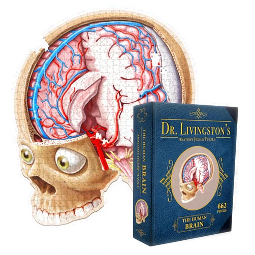 Genius Games Dr. Livingston's Human Brain Anatomy Puzzle - A Medically Accurate Jigsaw Puzzle of The Brain Section - Educational Organ Toy for Teens & Adults - Unique Science Gift for Doctors, Nurses & Teachers