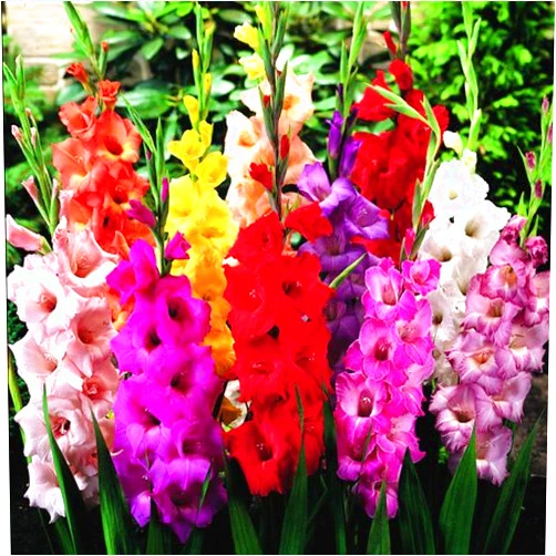 Willard & May Mixed Gladiolus Flower Bulbs - 50 Bulbs Assorted Colors