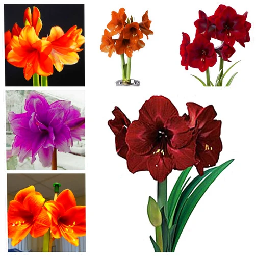 KEFGIWE Garden (Amaryllis for Planting) Amaryllis for Sale Fall or Spring Indoor or Outdoor Surprise to Grow Rare Simple to Grow Pots to Grow-2 Bulb-e