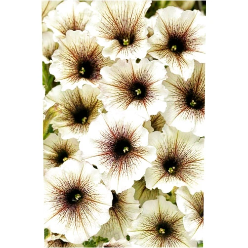Yunakesa Fresh Seeds - 200 Seeds White & Black Petunia Flowers Garden Planting Perennial