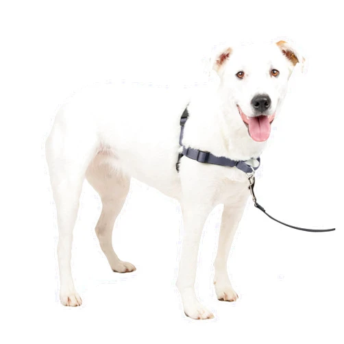 PetSafe Easy Walk Deluxe Dog Harness, No Pull Dog Harness – Perfect for Leash & Harness Training – Stops Pets from Pulling and Choking on Walks – Medium/Large, Steel