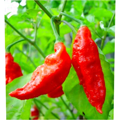 Mndrlin Red Bhut Jolokia Seeds Ghost Pepper Naga Jolokia Hot Chili Seeds 100 Seeds