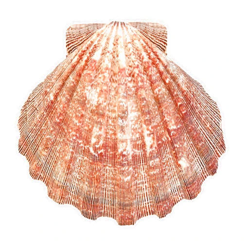 South Beach Crafts Lion's Paw Sea Shell Large 5