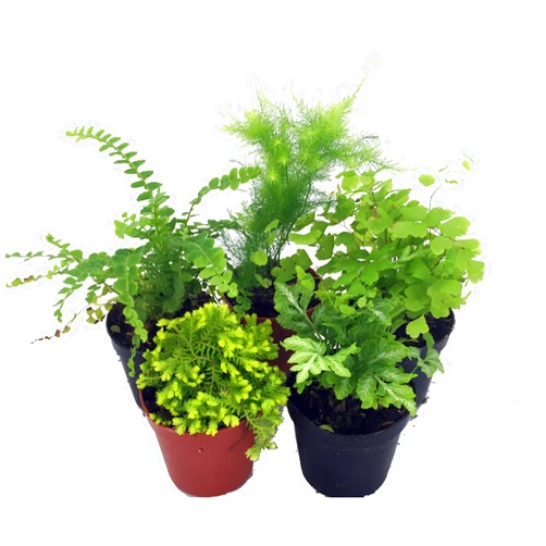 Hirt's Gardens Mini Ferns for Terrariums/Fairy Garden - Live Plants - 5 Different Plants-2