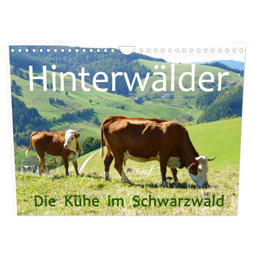CALVENDO Hinterwälder - Die Kühe aus dem Schwarzwald (Wandkalender 2025 DIN A4 quer), CALVENDO Monatskalender [Calendar] Stefanie Goldscheider