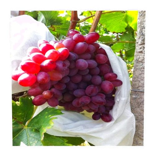 SHRCMHWQRCDJ 50Pcs/Lot Garden Vegetable Grapes Bags, for Apples Fruit Protection Bag Pouch Agricultural Mesh Bags 18×20cm
