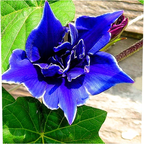 Outsidepride Blue Picotee Morning Glory Seeds - 100 Pcs. Annual, Climbing & Vining Flower Seeds for Planting Large Star-Shaped Blue Blooms, Ideal for Gardens, Trellises & Vertical Landscapes