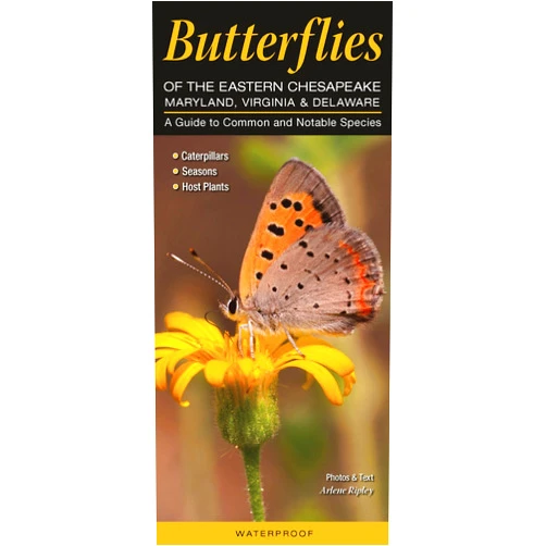 Arlene Ripley Butterflies of the Eastern Chesapeake: Maryland, Virginia & Delaware: A Guide to Common & Notable Species (Quick Reference Guides)