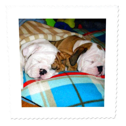 3dRose qs_51655_1 English Bulldog Powernap-Quilt Square, 10 by 10-Inch