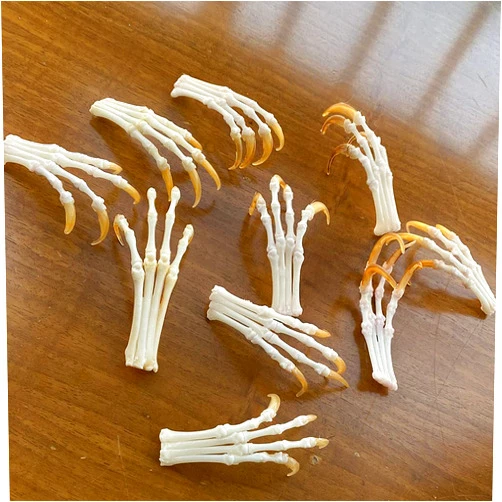 Yllxyr.Asahi 10pcs Real Skull Red Fox, Silver Fox, Cross Fox feet Articulated Bones Claws Paws Taxidermy & Animal Skeleton yllxyr.Asahi
