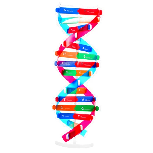 Kisangel DNA Kit Self Double Helix Model kit Assembling DNA Display Stand Double Helix Model Human Genes Learning Toy Biological Teaching DNA Helix Model Aid Science DNA Models Molecular Model Kit