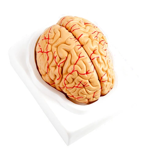 PXXEHUAV Human Brain Arteries Model Set for Medical Education 8 Parts Anatomical School Supply Scientific Study