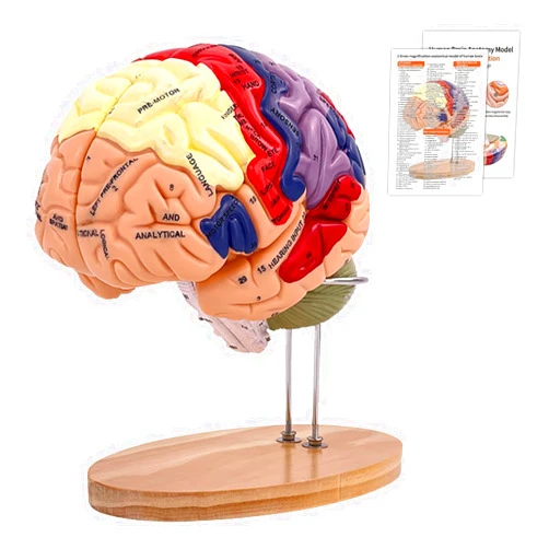 SFXYJ Human Brain Model 2 Times Life Size, 2024 Newest Brain Anatomy Model, Includes 4 Pieces Labeled with Figures 9 Colors, for Neuroscience Learning Display Medical Identify Brain Functions