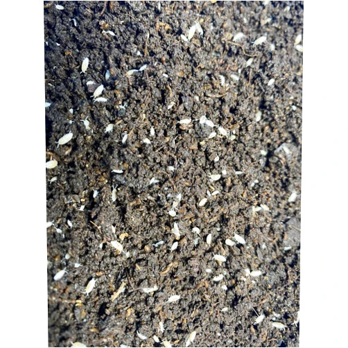 Pocket Pets 30 Dwarf White Isopods and Mixed Springtail Eggs in Living Bioactive Soil Clean Up Crew for Reptile and Amphibian Food Order only if Your 5 Day Forecast Temps are Between 20 and 95