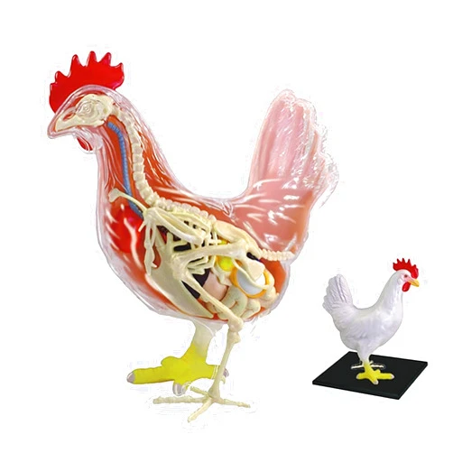 NUHGFTYBF 4D Chicken Anatomy Teaching Model, Skeleton Model, Assembly Model, Anatomical Chicken Model, Detachable 32 Parts Scientific Anatomical Animal Model