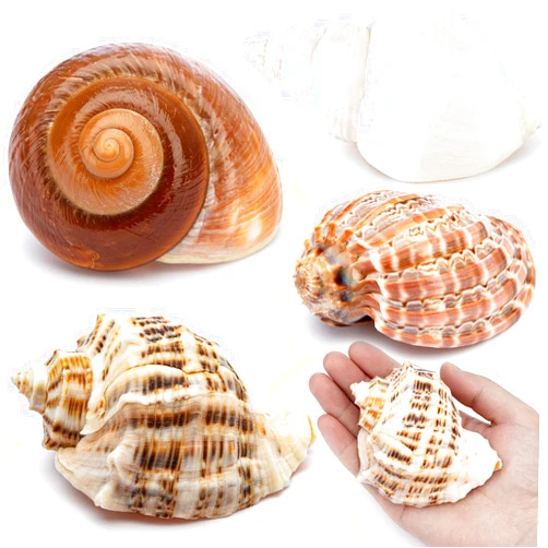 Deauepu® Premium Hermit Crab Shells 4PCS (4 Types) | Good for Large Hermit Crabs | Opening Size: 1.5