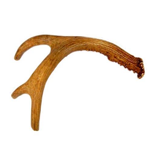 Big Dog Antler Chews Deer Antler Dog Chew, Medium, 9 Inches to 13 Inches Long. Perfect for Your Medium to Large Size Dogs and Puppies! Grade A Premium. Happy Dog Guarantee!