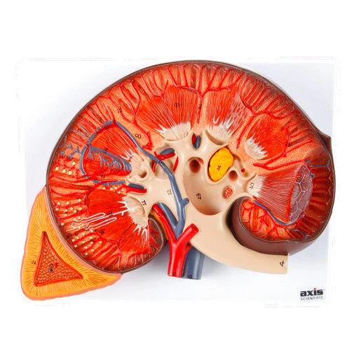 Axis Scientific Human Kidney Model | Anatomical Model is Enlarged to 3 Times Life Size | Includes Anatomy of Adrenal Gland and Nephrons | Includes Product Manual