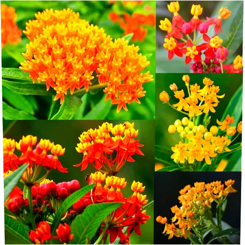 ZTOES Garden Plant Seed Flower Seed Butterfly Weed Milkweed Asclepias Tuberosa 100+ Mixed Flowers Asclepias Curassavica Seeds