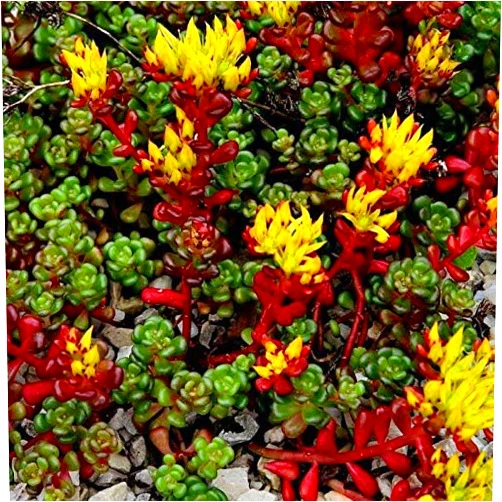 Outsidepride Oreganum Sedum Seeds - 2000 Pcs Perennial Ground Cover Seeds for Planting, Cold-Hardy & Heat-Tolerant Succulent Plants, Ideal for Rock Gardens, Containers, and Xeriscaping