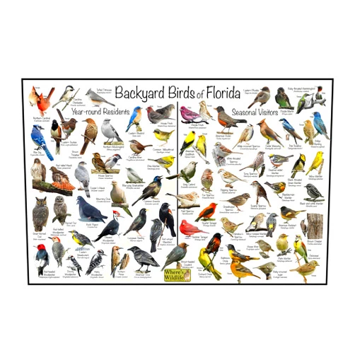 Where's Wildlife Backyard Birds of Florida Bird Identification Poster Divided into Year-round Residents and Seasonal Visitors - Birdwatching Nature Chart (12