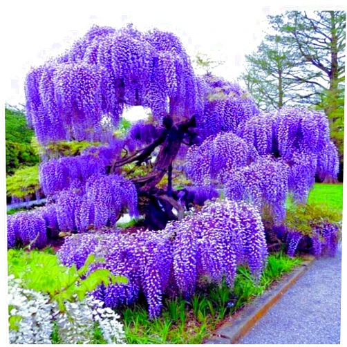 Japanese Maples and Evergreens Blue Moon Wisteria Vine - Massive Foot Long Fragrant Flowers - Attract Hummingbirds - 2 - Year Plant