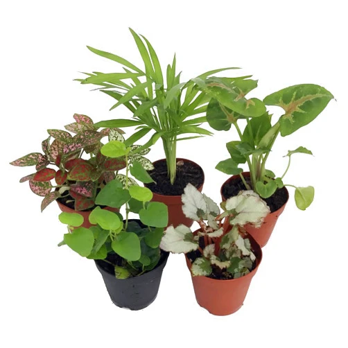 Hirt's Gardens Terrarium & Fairy Garden Plants - 5 Plants in 2