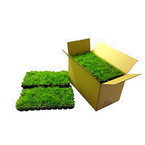 EZPLUG Zoysia Plugs - 100 Full Zoysia Grass Plugs | Mature Roots | Individually Grown