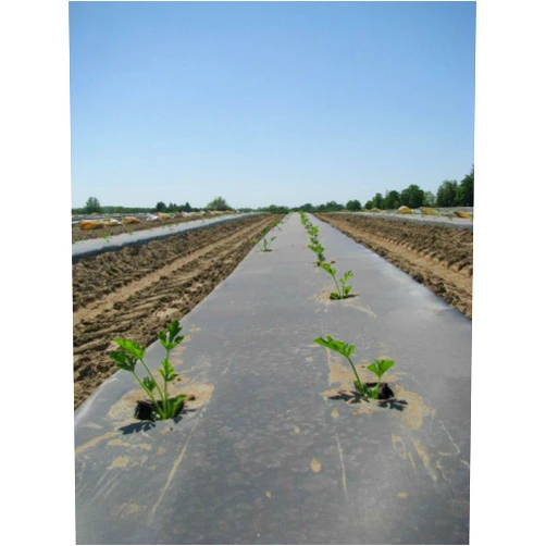 Onamicit BioDegradable Plastic Mulch Film - Black - Eco-One OXO - 4 ft. X 600 ft. - .5 Mil Thick - By Growers's Solution