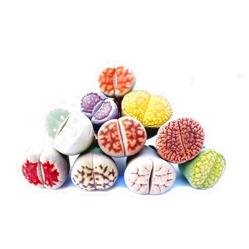 MICRO LANDSCAPE DESIGN Pack of 10 Live Exotic Lithops Plant Large Size Rare Living Stone Seedling Perfect Terrarium Addition