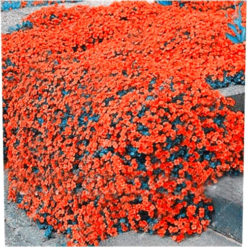 DIKN 100pcs Rock Cress Seeds Garden Creeping Thyme Perennial Flower Plant Seeds Flowers (Orange)
